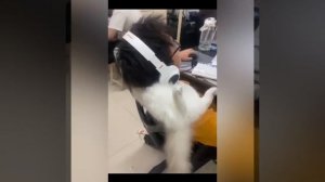 Видео от МЯУтаверс – как метавселенная, но с котами