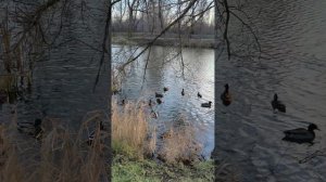 Правая сторона Везёлки 26.11.25.