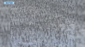 Авиамониторинги и «часы тишины»: АЛРОСА 10 лет помогает якутским учёным оберегать диких оленей