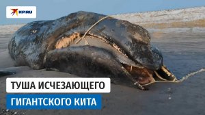 На Камчатке выбросило на берег мёртвого японского кита