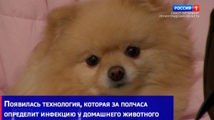 В Петербурге появилась технология, которая всего за полчаса определит инфекцию у домашнего животного