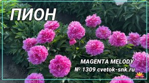 Пион "Magenta Melody"/Сад Ворошиловой