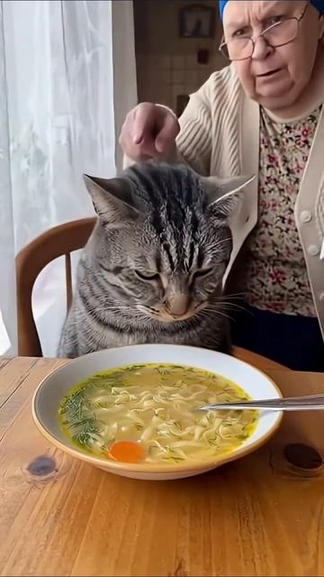 Кот и супчик 🐱🍜