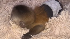 Друзья, наш скороход Финик не просто ПОШЕЛ, а ПОБЕЖАЛ бегом на встречу с подружкой Анфисой!!!