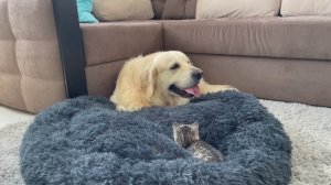 Собака в шоке от котёнка, занявшего его кровать!