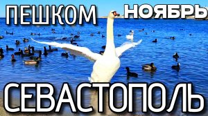 ПО СЕВАСТОПОЛЮ ПЕШКОМ. РАЙОН КАМЫШОВОЙ БУХТЫ. ПЛЯЖ ОМЕГА. ЛЕБЕДИ. #севастополь #крым