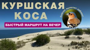 19. КУРШСКАЯ КОСА. Ваш маршрут на вечер