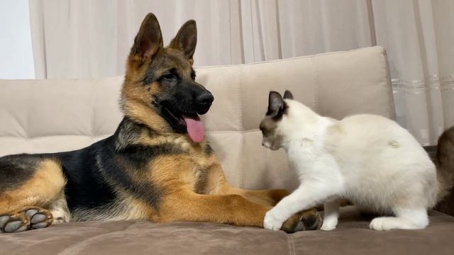 Как немецкая овчарка и котёнок стали лучшими друзьями смотреть онлайн