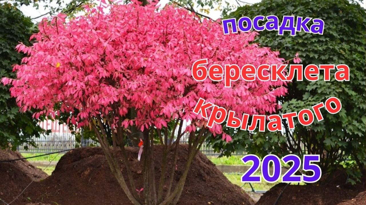 Бересклет крылатый. Правильная подготовка и посадка.