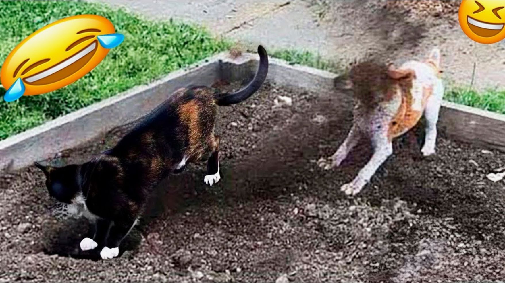ВИДЕО ПРИКОЛЫ С ЖИВОТНЫМИ Засмеялся — проиграл Лучшие смешные видео с кошками и собаками