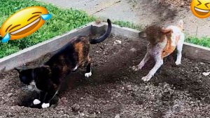 ВИДЕО ПРИКОЛЫ С ЖИВОТНЫМИ Засмеялся — проиграл Лучшие смешные видео с кошками и собаками