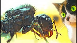 SLIVKI SHOW и МУРAВЬИ - [30 дней спустя]