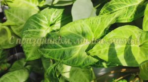 С днём матери