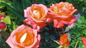 Не перестаю удивляться этой розе.