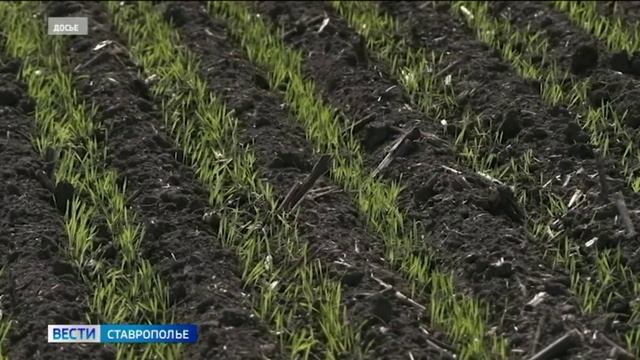 Погода на Ставрополье благоприятно сказалась на развитии озимых