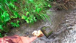 Нашёл новый Золотоносный ручей!