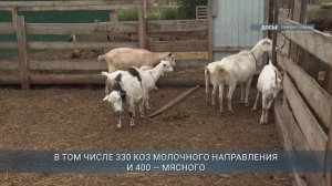 Почти 60 тонн козьего молока произвели в Приангарье