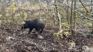 Охота на Кабана