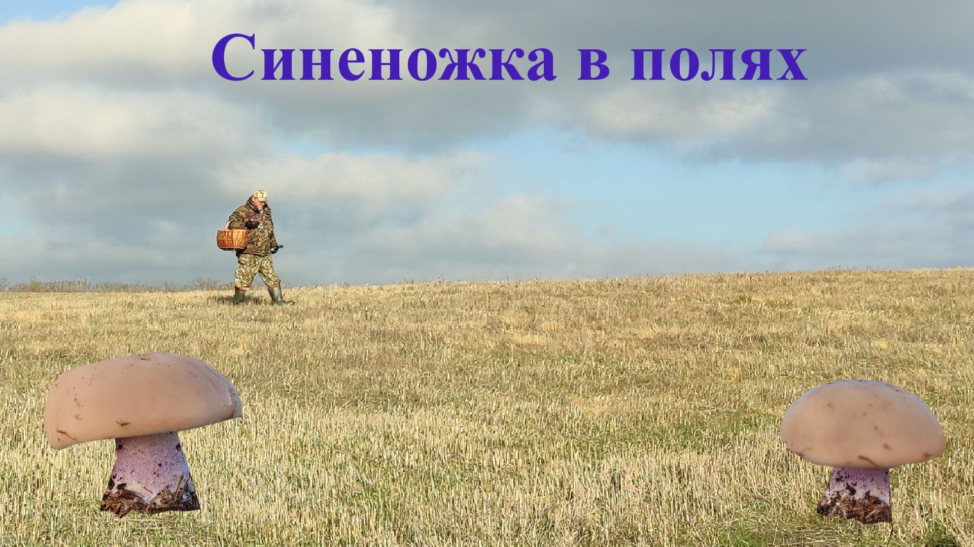 Синеножка в полях, много мелкой смотреть онлайн