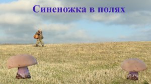 Синеножка в полях, много мелкой