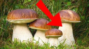 Как посадить белые грибы на даче