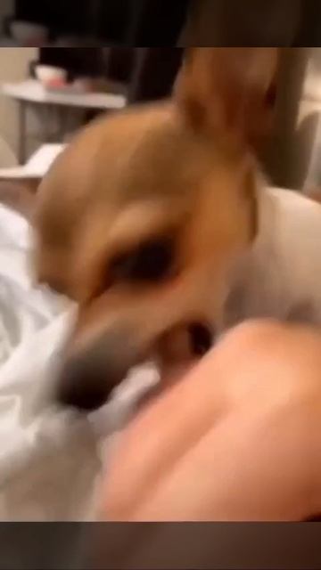 Чудят пушистые