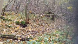 Не простые прошлогодние прогулки с собакой в лесу