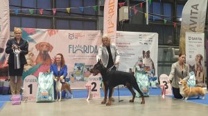 22.11.2025, СПб. Клуб "Ассамблея" (РКФ, РФОС). Выставка собак всех пород "ЗВЕЗДНЫЙ ПУТЬ" (САС, ЧРКФ)