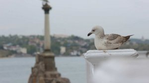 В Крыму предложили включить в план по Украине требование о возмещении ущерба