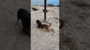 Левая сторона Везёлки 26.11.25.