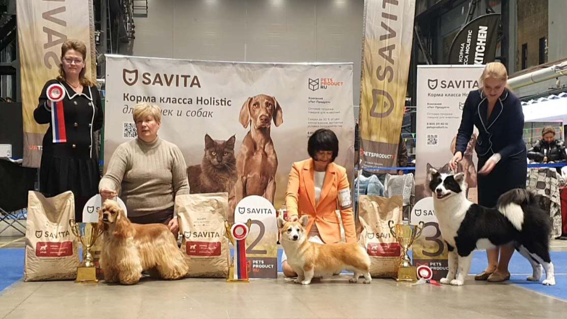 23.11.2025, СПб. Клуб "Невская Застава" (РКФ, РФЛС). Выставка собак всех пород (САС, ЧРКФ)