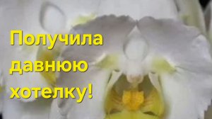 Моя давняя хотелка теперь в коллекции!