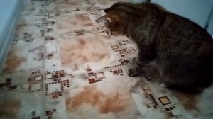 Кошка блюет