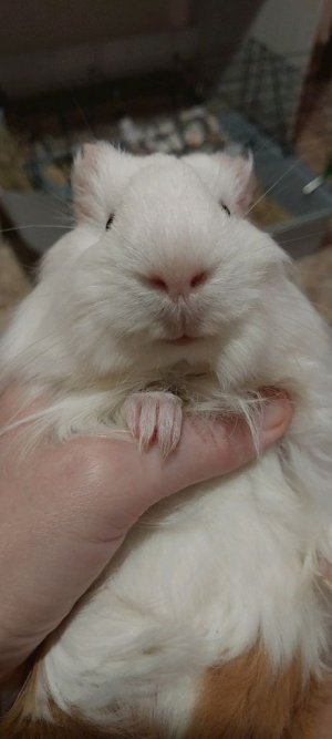 Морская свинка 🤍