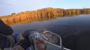 ГДЕ ЕЁ ИСКАТЬ?! Ловля щуки на спиннинг осенью 2025