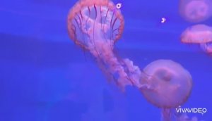 ТАЙЛАНД. БАНГКОК. ЭКСКУРСИЯ В ОКЕАНАРИУМ. МЕДУЗЫ
