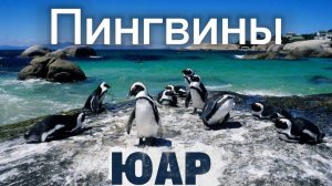 ЮАР 2025. Пингвины. Саймонс таун. Южная африка. Павианы. Самый красивый город в ЮАР #capetown