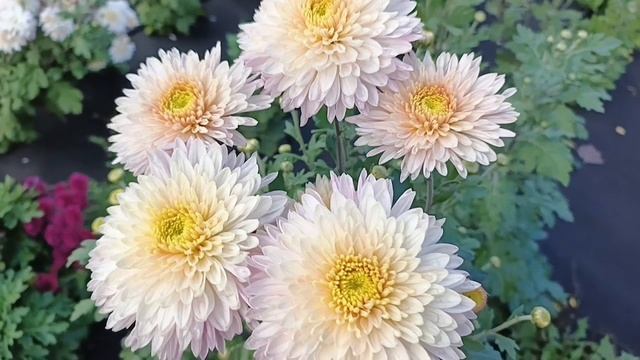 СОРТА ХРИЗАНТЕМЫ ДЛЯ СРЕЗКИ НА БУКЕТЫ. ОБЗОР ЦВЕТЕНИЯ КОРЕЙСКИХ ЗИМОСТОЙКИХ СОРТОВ.