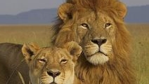 Животный мир. Африка. Львы.