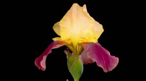 Тишина Йони:  Возвращение в первозданную Безмолвность