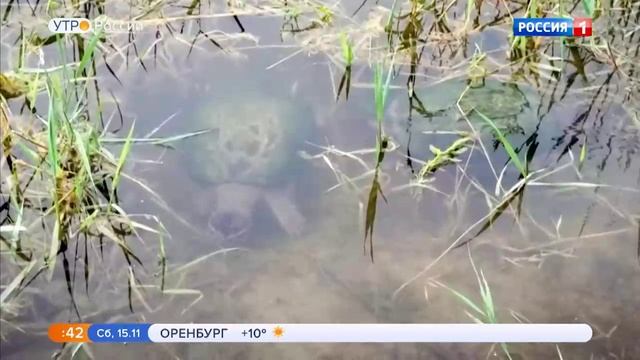 Не все черепахи одинаково одинаковые!