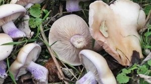 поехал на рыбалку а привёз грибы