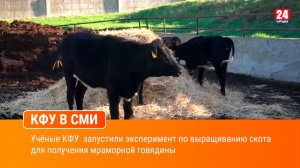 Учёные КФУ  запустили эксперимент по выращиванию скота для получения мраморной говядины