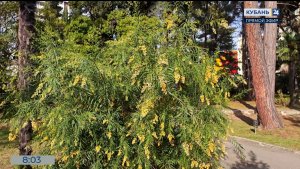 В нацпарке Сочи в ноябре зацвел редкий южноафриканский кустарник