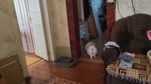 Собрали вальер
Разговоры
Дела домашние