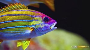 #Коран#АнНисаъ#СамыеКрасивыеМеста#Relaxation##Islam#Quran#AnNisa'#Minshawiy #4кВидео#11часть#