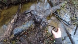 Охота на бобра. Четвертый бобр с одного и того же места (Будни охотника и рыбака)