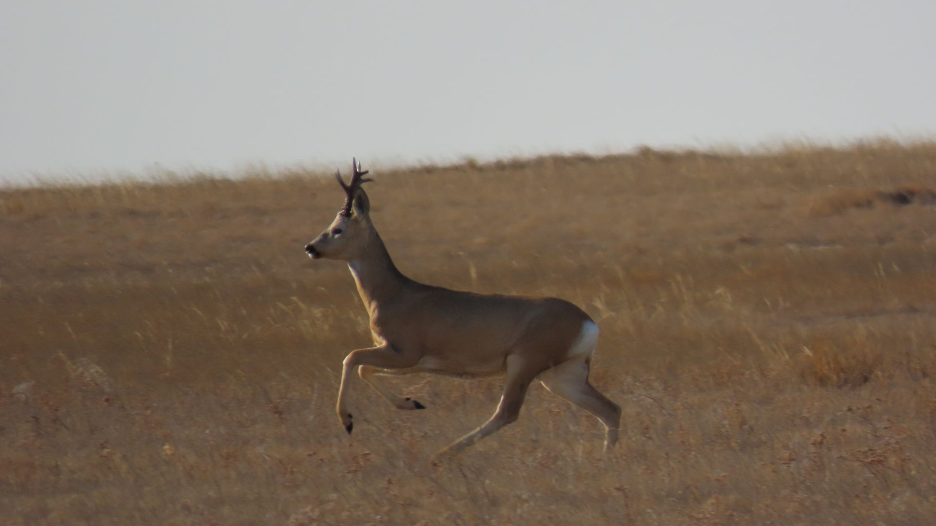Свобода в каждом шаге!