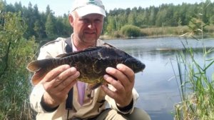 Живое фотографие, карп.