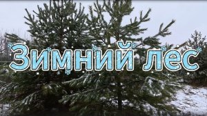 «Тихая симфония зимнего леса»